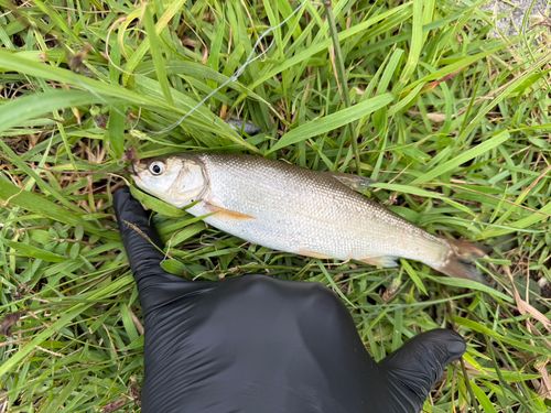 ウグイの釣果
