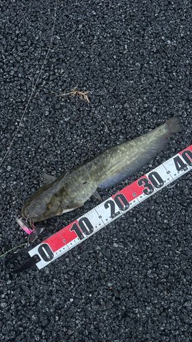 ナマズの釣果