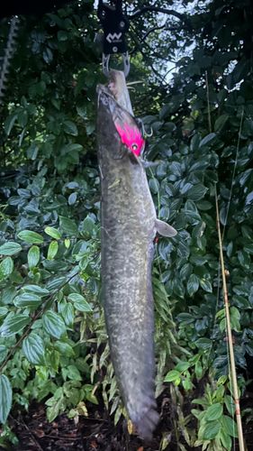 ナマズの釣果