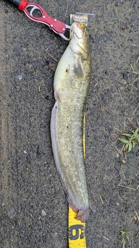 ナマズの釣果