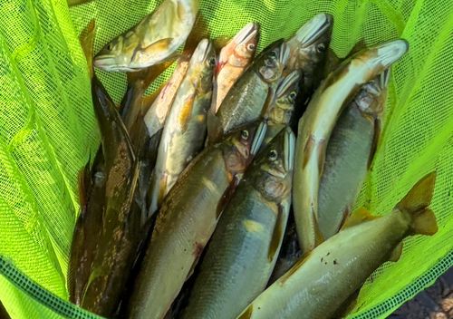 アユの釣果