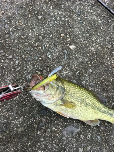 ラージマウスバスの釣果