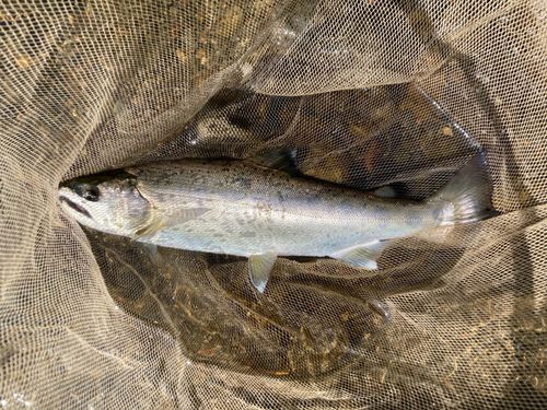 ヤマメの釣果