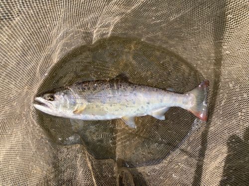ヤマメの釣果