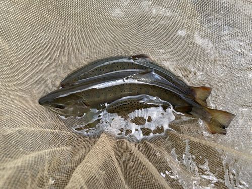 ヤマメの釣果