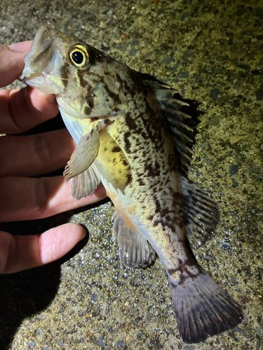 ソイの釣果