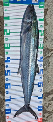 サワラの釣果