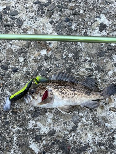 ソイの釣果
