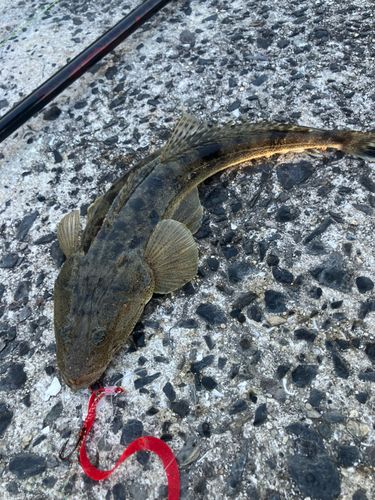 マゴチの釣果