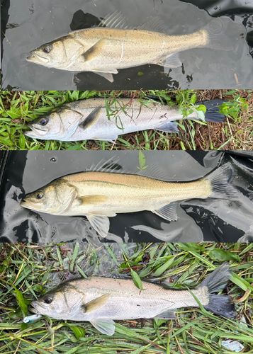 スズキの釣果