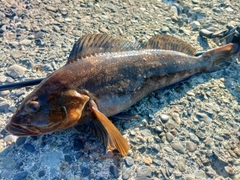 アイナメの釣果