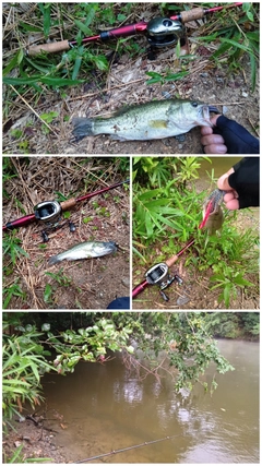 ブラックバスの釣果