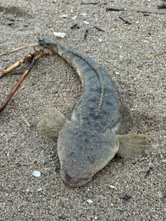 マゴチの釣果