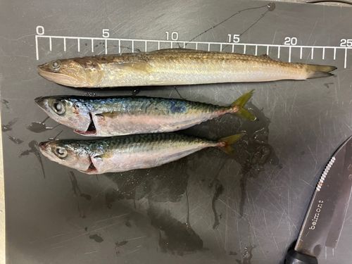 サバの釣果