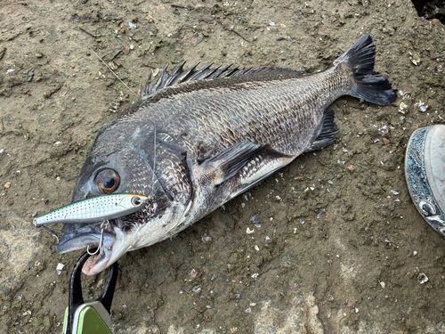 チヌの釣果