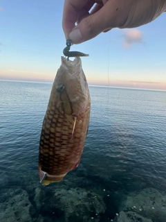 ミツバモチノウオの釣果