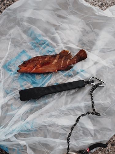 アコウの釣果