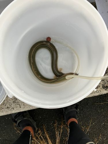 ウナギの釣果
