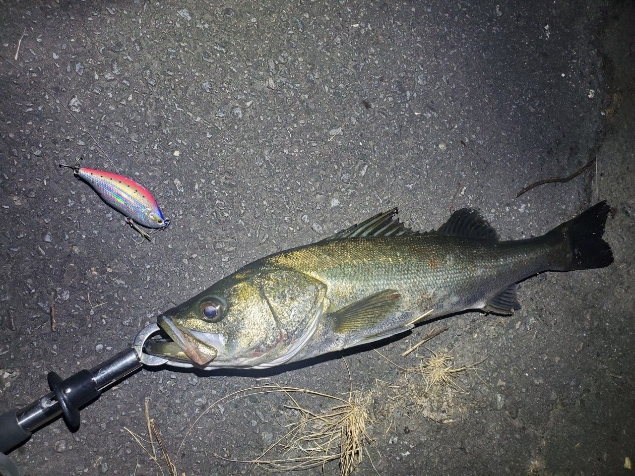 AbuGarcia 18ロキサーニ パワーシューター Rの最安値・インプレ・釣果
