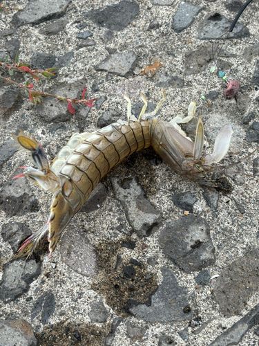シャコの釣果