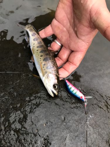 アマゴの釣果