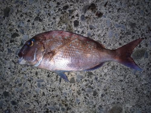 タイの釣果