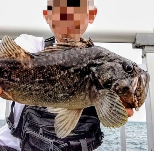 クロソイの釣果
