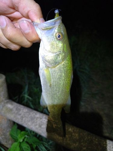 ラージマウスバスの釣果