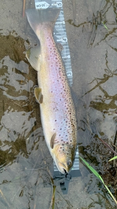 ブラウントラウトの釣果