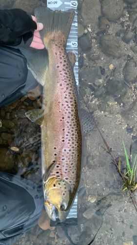 ブラウントラウトの釣果
