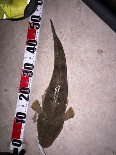 マゴチの釣果