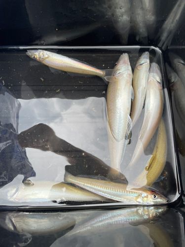 キスの釣果