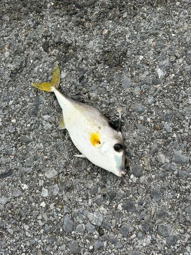 ギマの釣果