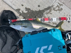 ワラサの釣果