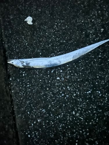 タチウオの釣果