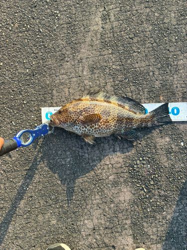 オオモンハタの釣果