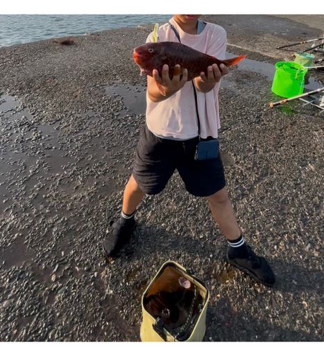 ブダイの釣果