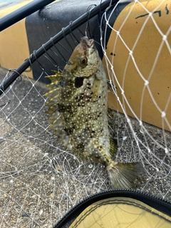 アイゴの釣果