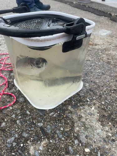 マアジの釣果