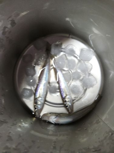 シロギスの釣果