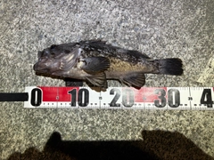 クロソイの釣果