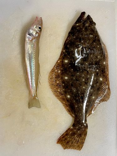 ソゲの釣果