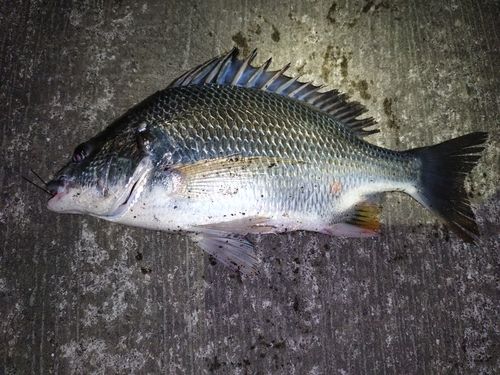 キビレの釣果