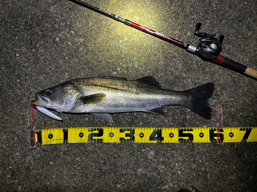 シーバスの釣果