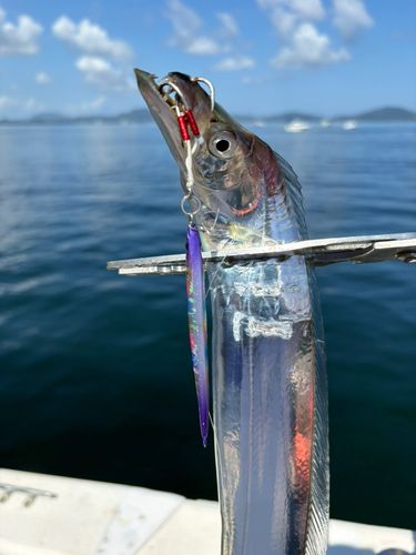 タチウオの釣果