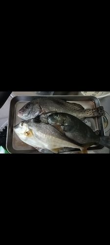 コショウダイの釣果