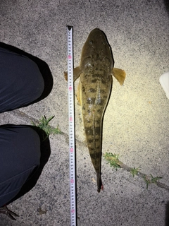 マゴチの釣果