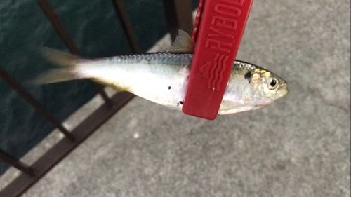 サッパの釣果