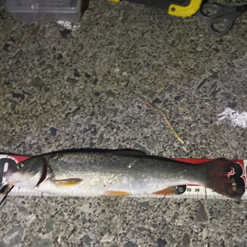 ウグイの釣果
