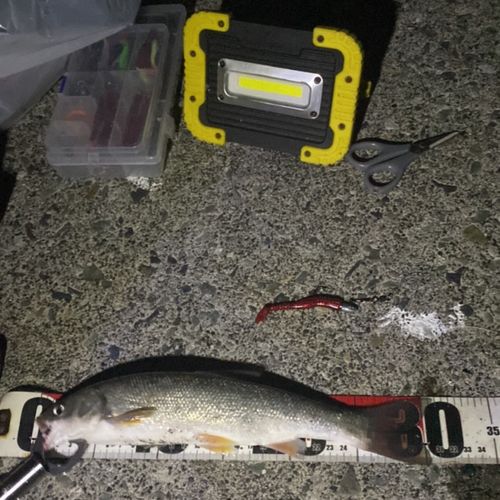 ウグイの釣果
